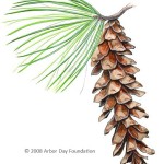 Eastern White Pine (pinus strobus)