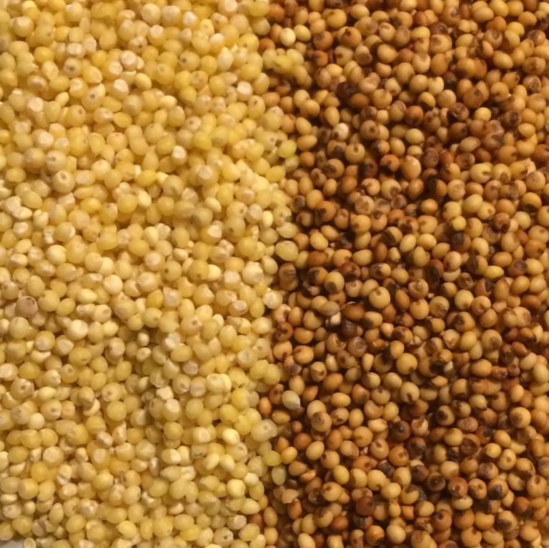 Chinese koji millet and rice beer Homebrewed Antiquity