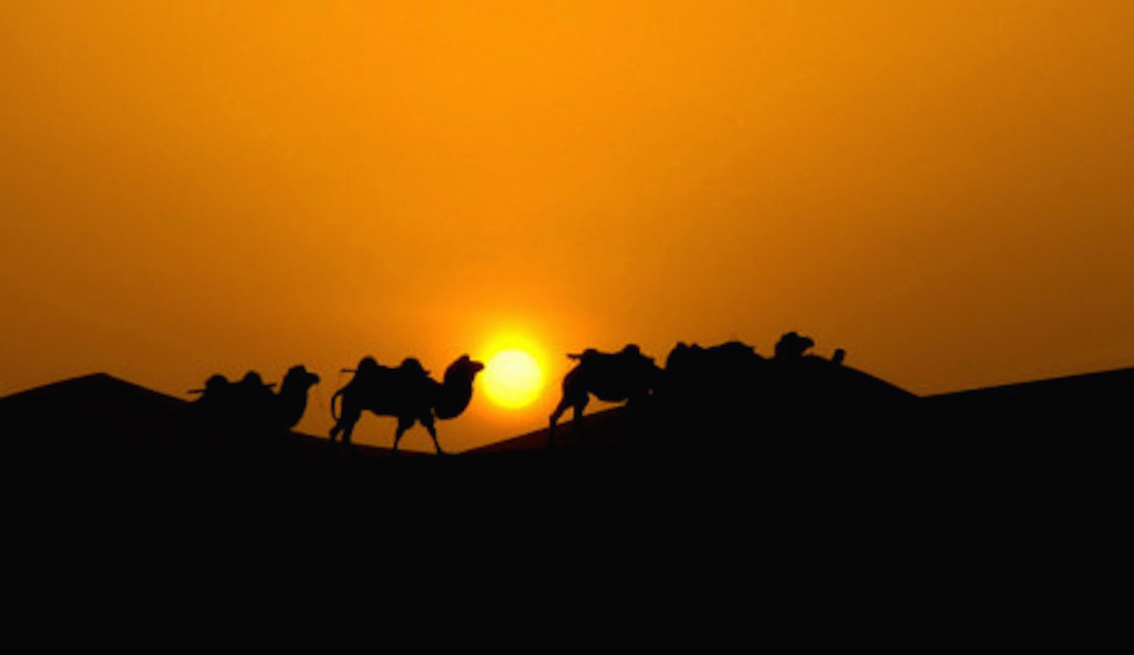 Camel caravan at dusk
