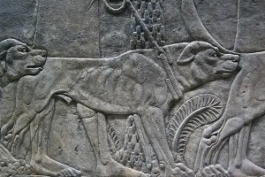 Ashurbanipal mastiff (British Museum)